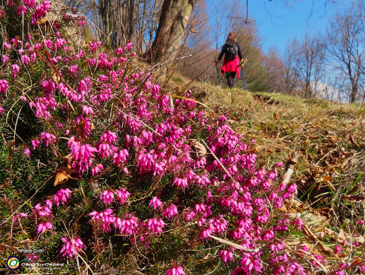 33 Erica in fiore.JPG